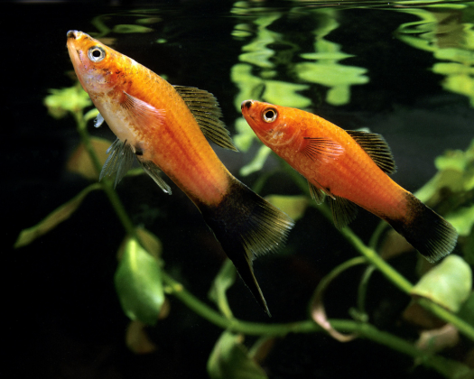 Zwei Platys schwimmen an die Wasseroberfläche im Aquarium