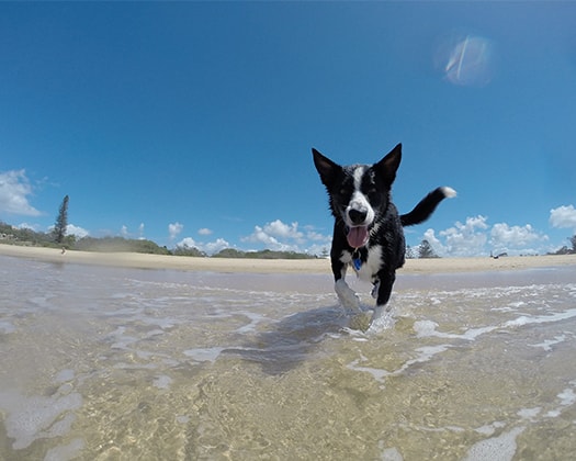 Hund am Strand