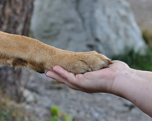 Hundepfote und Hand