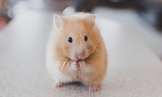 Goldhamster