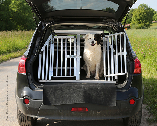 Hund in Transportbox